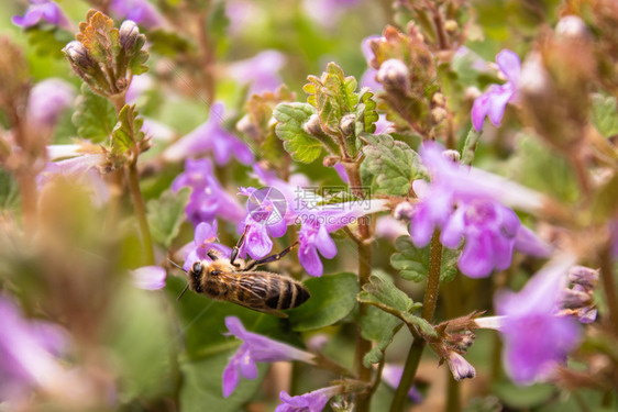 蓝色的动物群一只蜜蜂在植物之间飞行同时从花中采集粉一只小和蜜蜂在上面一只在植物之间飞行同时从花中采集粉一只小和蜜蜂在上面悬停图片