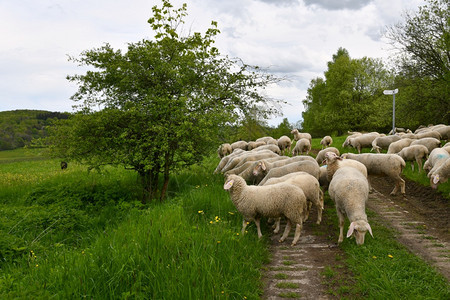 降压绿化带上的羊群范围罗纳图片