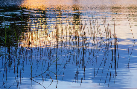 日出青草和棍棒在镜水中映射以金色的俄罗斯雪利格湖日落选择焦点尖峰冲击吸管图片