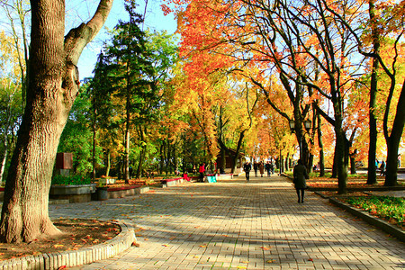 分支机构景观人们走在秋天城市公园里人们走在美丽的城市公园里有着漂亮的前门路和大黄树在秋天的城市公园里春天图片