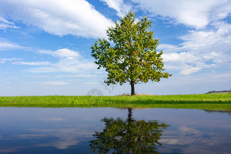 季节草地蓝天和云彩背景的美丽孤单橡树在阳光明媚的天气中湖水反射农业图片