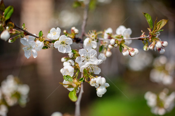 自然新的芽白樱花春天在园里开艺白樱树图片