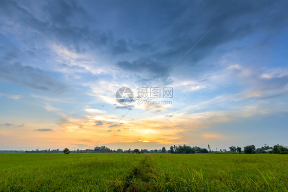 日出云农村美丽的绿田玉米或亚洲玉米种植地日落天空背景的农业收成图片