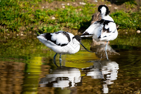 Avocet对Recurvirostraavosetta观鸟荒野海图片