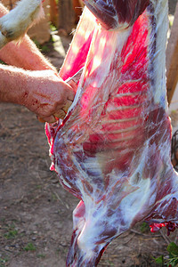 菲力一种屠夫山羊宰场的肉正在为而雕刻山羊图片
