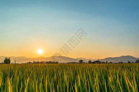 美丽的绿稻田和日落时的蓝天背景黄色暮橙图片