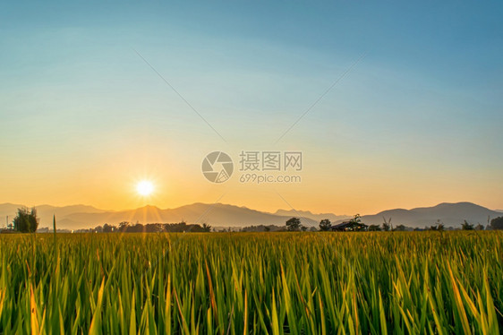 美丽的绿稻田和日落时的蓝天背景黄色暮橙图片