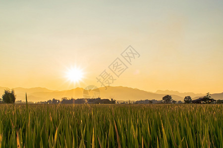 草美丽的绿稻田和日落时的天空背景黄色生长图片