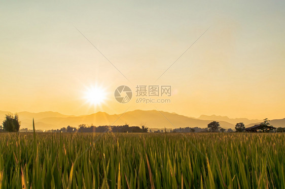 草美丽的绿稻田和日落时的天空背景黄色生长图片