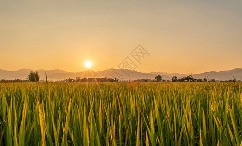 蓝色的黄美丽绿稻田和日落时的天空背景户外图片