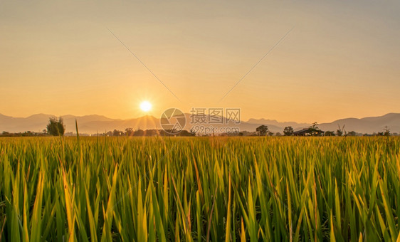 蓝色的黄美丽绿稻田和日落时的天空背景户外图片