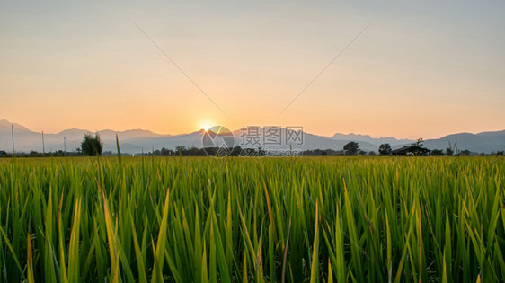 晴天乡村的美丽绿稻田和日落时的天空背景光线图片