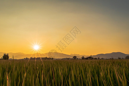 草地泰国金的美丽绿稻田和日落时的天空背景图片
