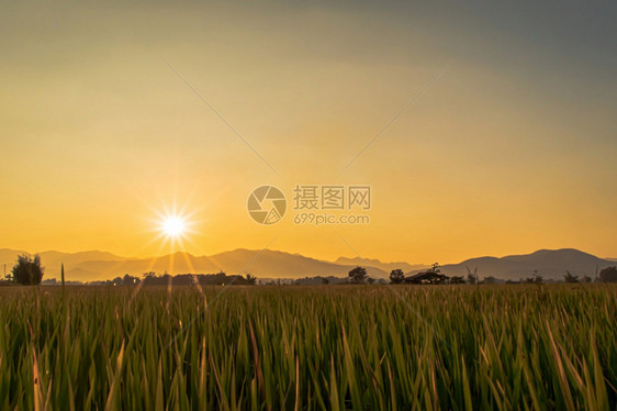 草地泰国金的美丽绿稻田和日落时的天空背景图片