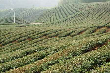 热带阿西亚的茶叶农场日本村图片