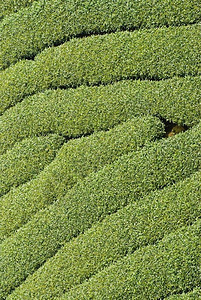 热带景观栽培亚洲一连串茶树图片