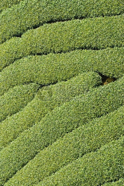 热带景观栽培亚洲一连串茶树图片