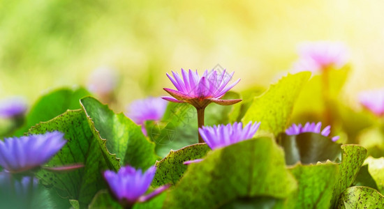 阳光下池塘的紫色莲花图片