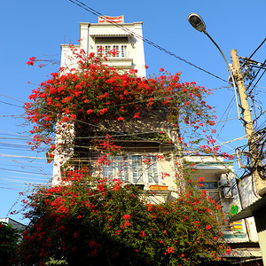 装饰风格爬在越南胡志明市的神奇小屋美丽的布加林维拉花朵攀登在墙壁上盛开着充满活力的红鲜花棚电图片