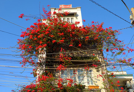 好的在越南胡志明市的神奇小屋美丽的布加林维拉花朵攀登在墙壁上盛开着充满活力的红鲜花棚植物群爬图片