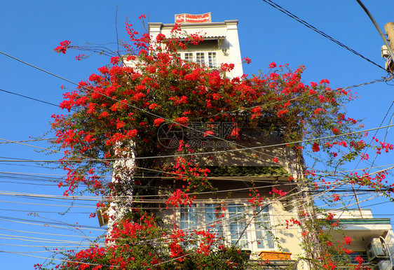 好的在越南胡志明市的神奇小屋美丽的布加林维拉花朵攀登在墙壁上盛开着充满活力的红鲜花棚植物群爬图片