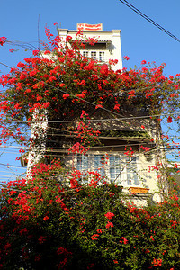 蓝色的何在越南胡志明市的神奇小屋美丽的布加林维拉花朵攀登在墙壁上盛开着充满活力的红鲜花棚金属丝图片