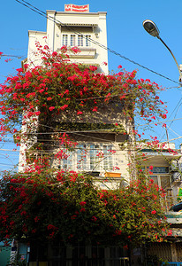 布干维尔何衬套在越南胡志明市的神奇小屋美丽的布加林维拉花朵攀登在墙壁上盛开着充满活力的红鲜花棚图片