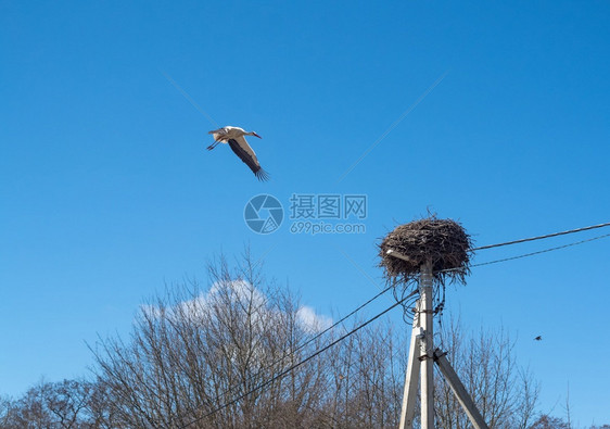 鸟巢中的一棵落到个高压极的春季斯托尔克柯窝中鸟翅筑在一根高压极和鸟冠巢中屋的一朵鳕落到了春天鸟巢位于一个高压极和鸟窝的蜂中白色清图片