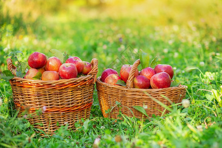 采摘苹果在花园里的草地上拥挤红苹果篮子有机在花园里的草地上拥挤红苹果篮子园丁大胡新鲜图片