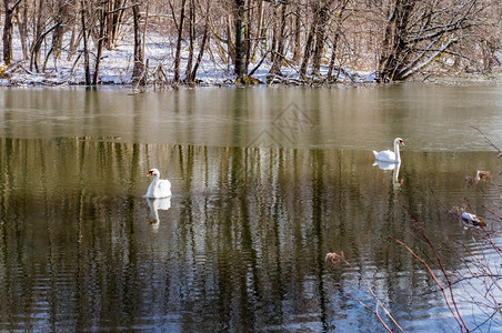 池塘冬天湖上的天鹅图片