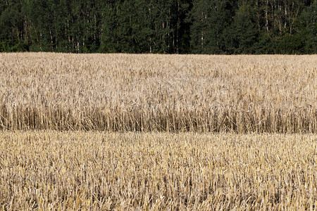 地平线晴天饲料大麦农庄田其中一部分被联合收割者耕种以获谷物田粮食种植图片