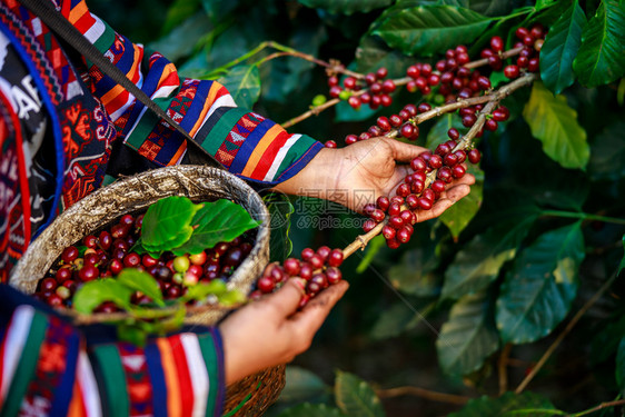 采摘树枝上红色的咖啡豆浆果图片