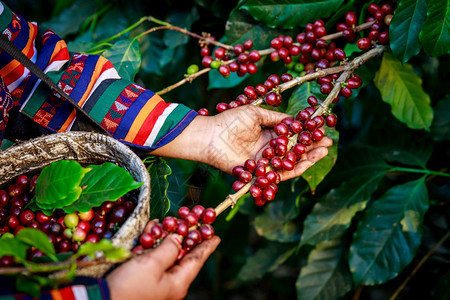 采摘树枝上红色的咖啡豆浆果图片