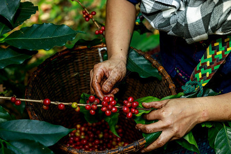 采摘树枝上红色咖啡豆图片
