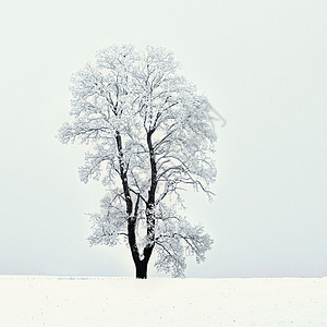 冬天薄片季风景森林中的霜冻树木大自然覆盖着雪美丽的季节自然背景早晨图片