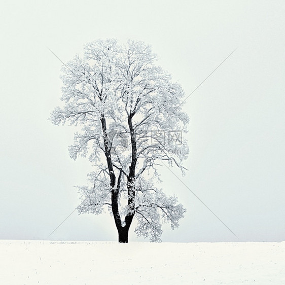 冬天薄片季风景森林中的霜冻树木大自然覆盖着雪美丽的季节自然背景早晨图片