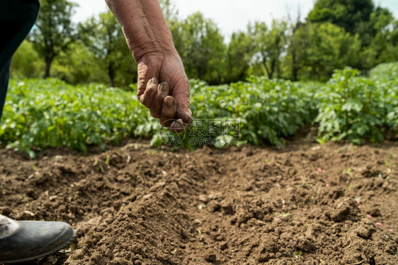 在田间作物播种上植子豆的女农民妇近亲手土地树苗球图片
