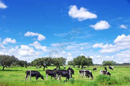 户外白色的奶牛牧群在绿地上放牧图片