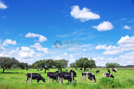 户外白色的奶牛牧群在绿地上放牧图片
