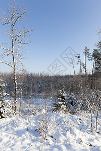 在冬季森林中有雪和霜冻的阳光天气和蓝色的空冬季气候充满活力假期图片