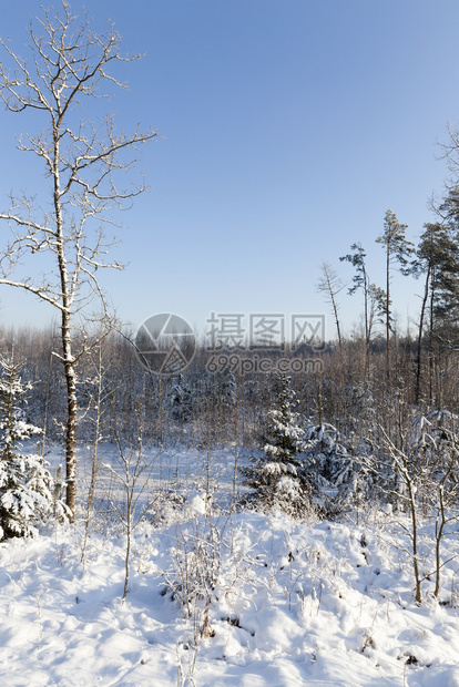 在冬季森林中有雪和霜冻的阳光天气和蓝色的空冬季气候充满活力假期图片