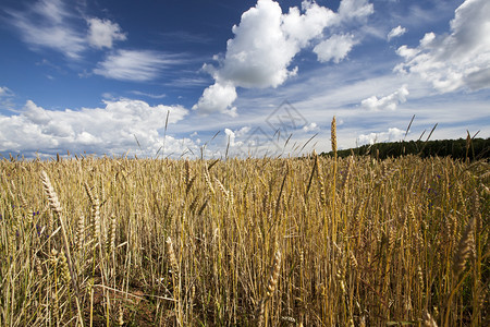 小麦和杂草的农耕田与蓝天对抗云积风景有机的种子耳朵图片
