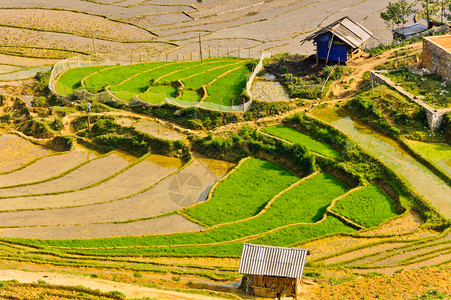 山部落米田梯在萨帕越南场地图片