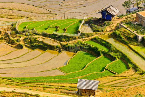 山部落米田梯在萨帕越南场地图片