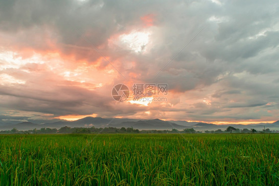 花园太阳亚洲人绿色稻田和日出时清晨的天际背景图片