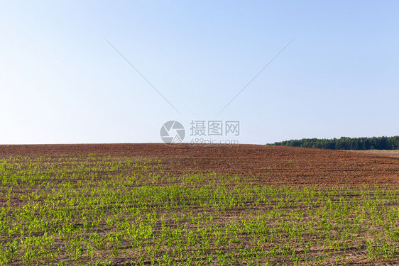 植物种人类或动食所需产品的农田有作物的田秋天玉米图片