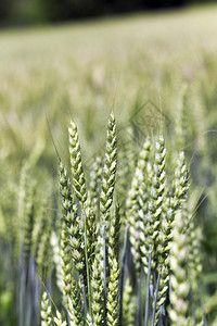 天气绿色不成熟的谷类春季绿麦稻草园艺图片