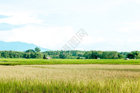文化美丽的山谷中青绿和黄稻田亚洲人园景图片
