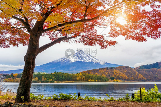 日本川口子湖的秋季和藤田山风景优美开花季节图片