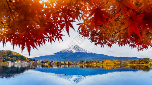 日本川口子湖的秋季山和藤颜色梨落下图片